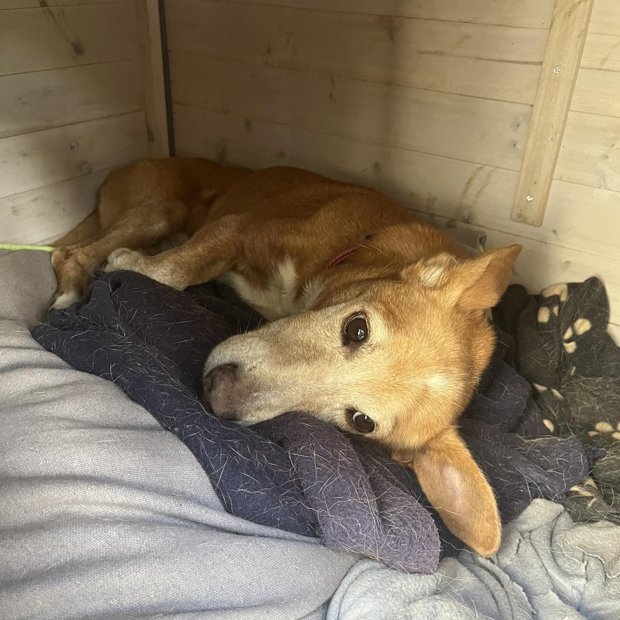 chien fauve et blanc couché sur un plaid bleu recouvert de poils blancs, il semble âgé et fatigué