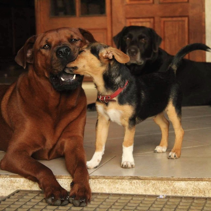 a droite de l'image un gros chien rouge et à côté de lui un chiot type pinscher tricolore qui lui lèche la babine