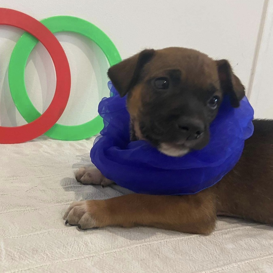 Chiot de type berger couché sur un tissu blanc, avec un foulard bleu autour du cou, en fond, des cercles de couleurs