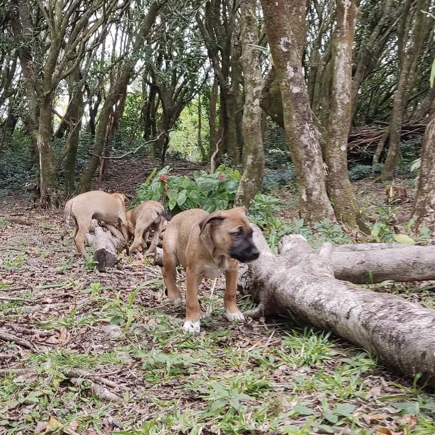 Chiot de type berger au pelage fauve et blanc assis dans un environnement boisé