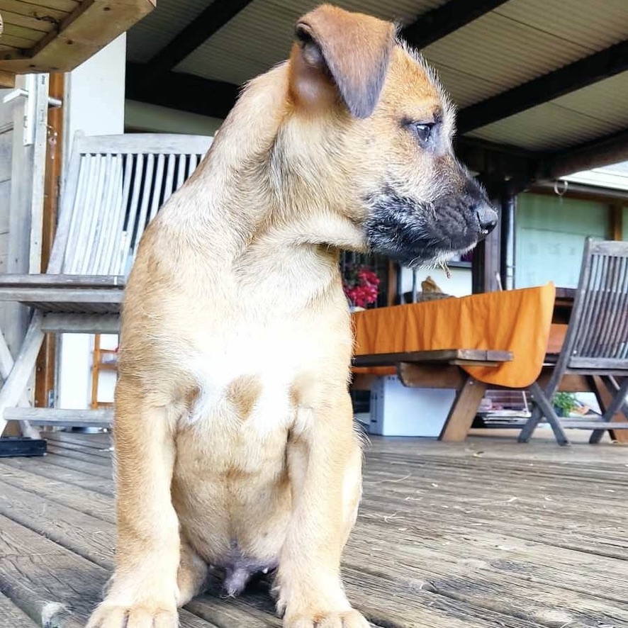 Chiot de type berger assis de face et qui regarde vers la droite de l'image