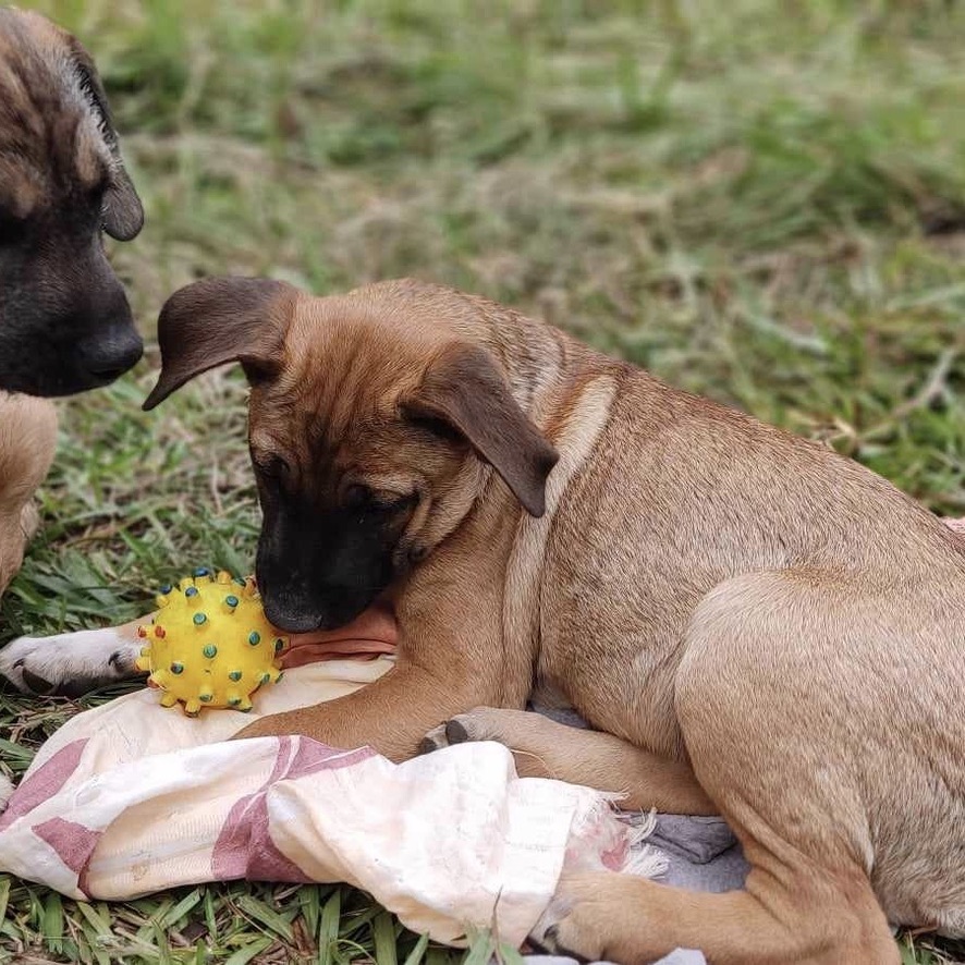 Chiot fauve charbonné de type berger couché dans l'herbe qui joue avec une balle jaune à picots