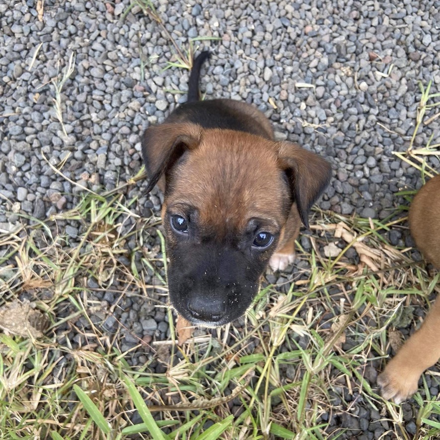 chiot de type berger assis dehors sur des gravillons