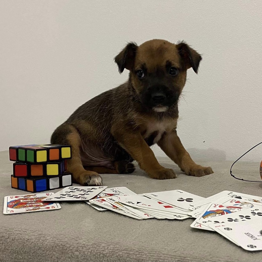 Chiot de type berger assis devant un jeu de cartes étalé et un rubic's cube