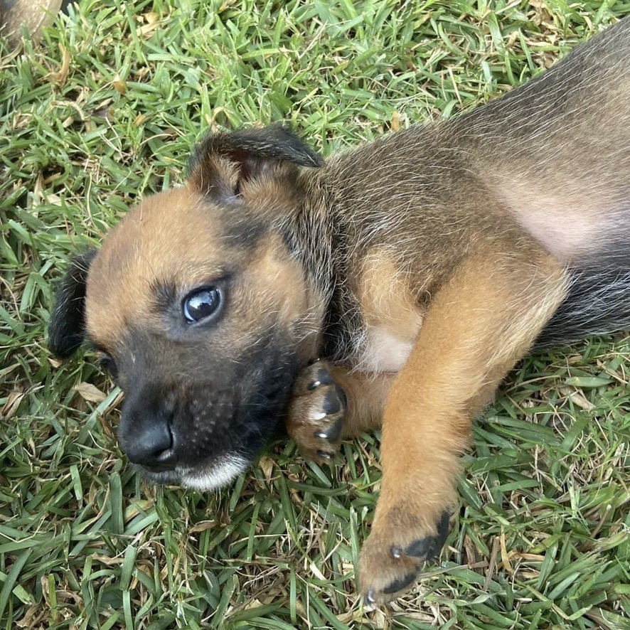 chiot de type berger couché dans l'herbe