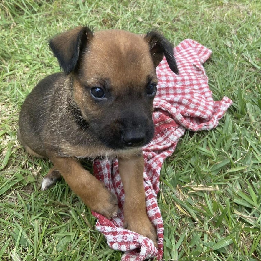 chiot de type berger couché dehors sur un torchon rouge et blanc