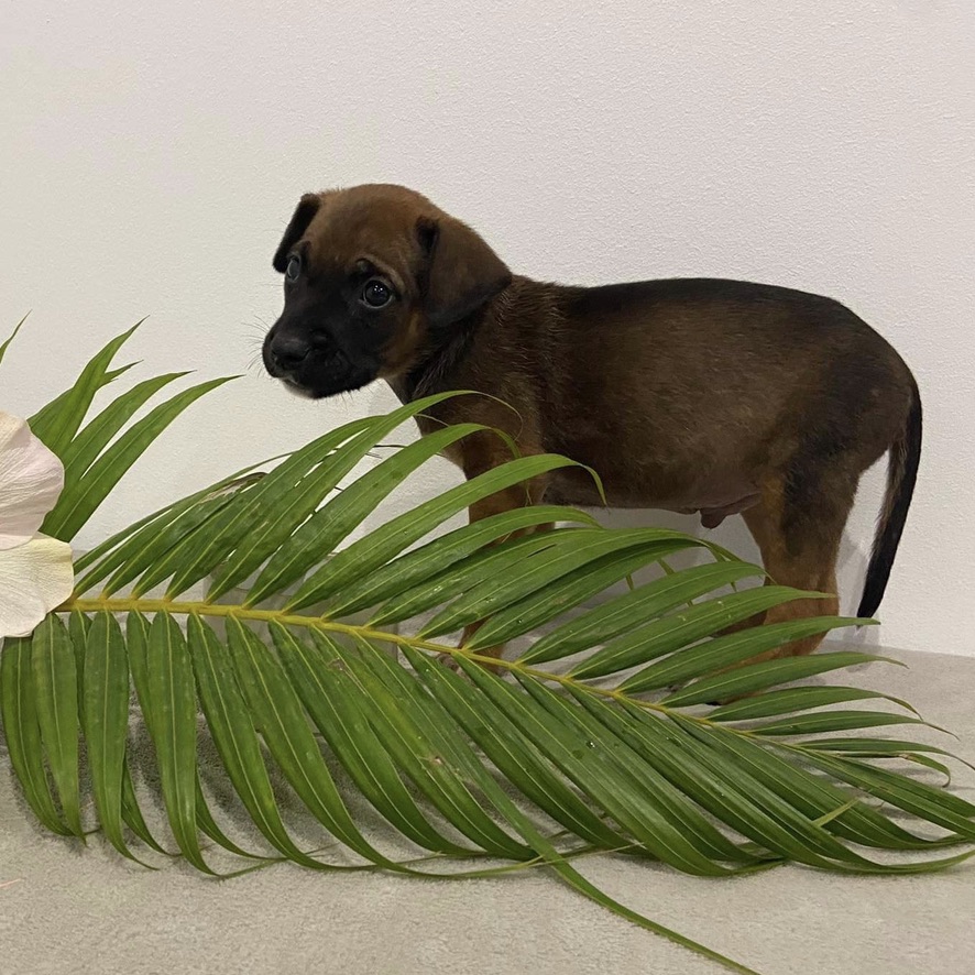 Chiot de type berger debout derrière une feuille de palmier