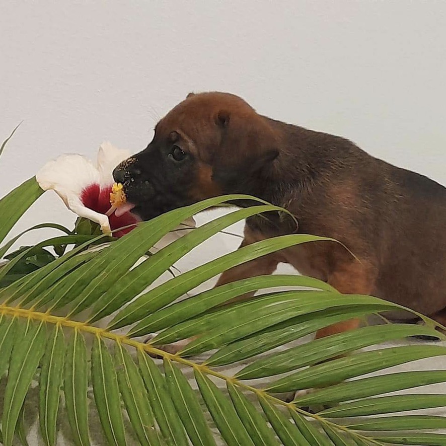 Chiot de type berger assis derrière une feuille de palmier