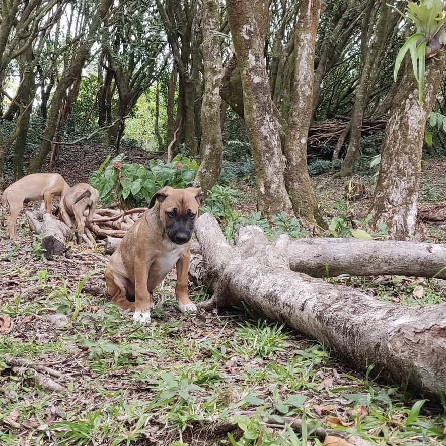 Chiot de type berger au pelage fauve et blanc assis dans un environnement boisé