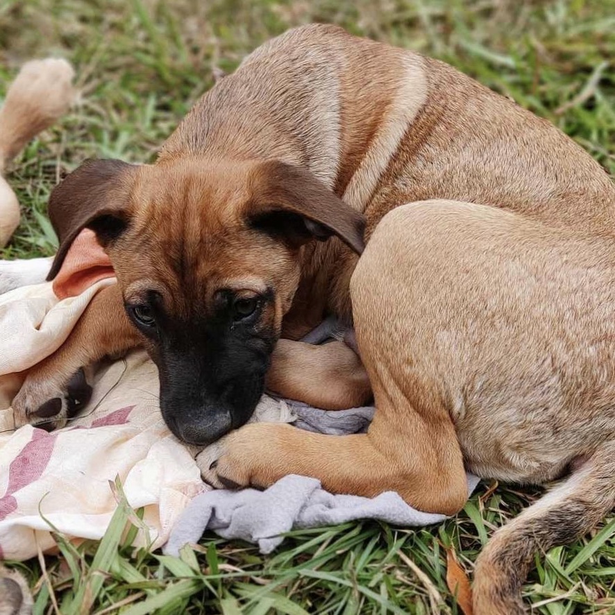 Chiot fauve charbonné de type berger couché dans l'herbe, roulé en boule