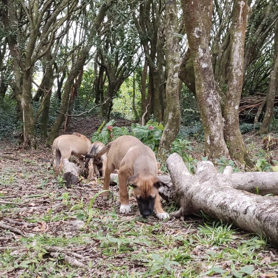 Chiot de type berger au pelage fauve et blanc assis dans un environnement boisé