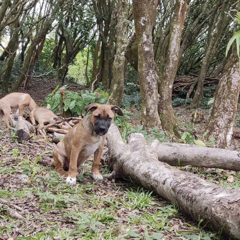 Chiot de type berger au pelage fauve et blanc assis dans un environnement boisé