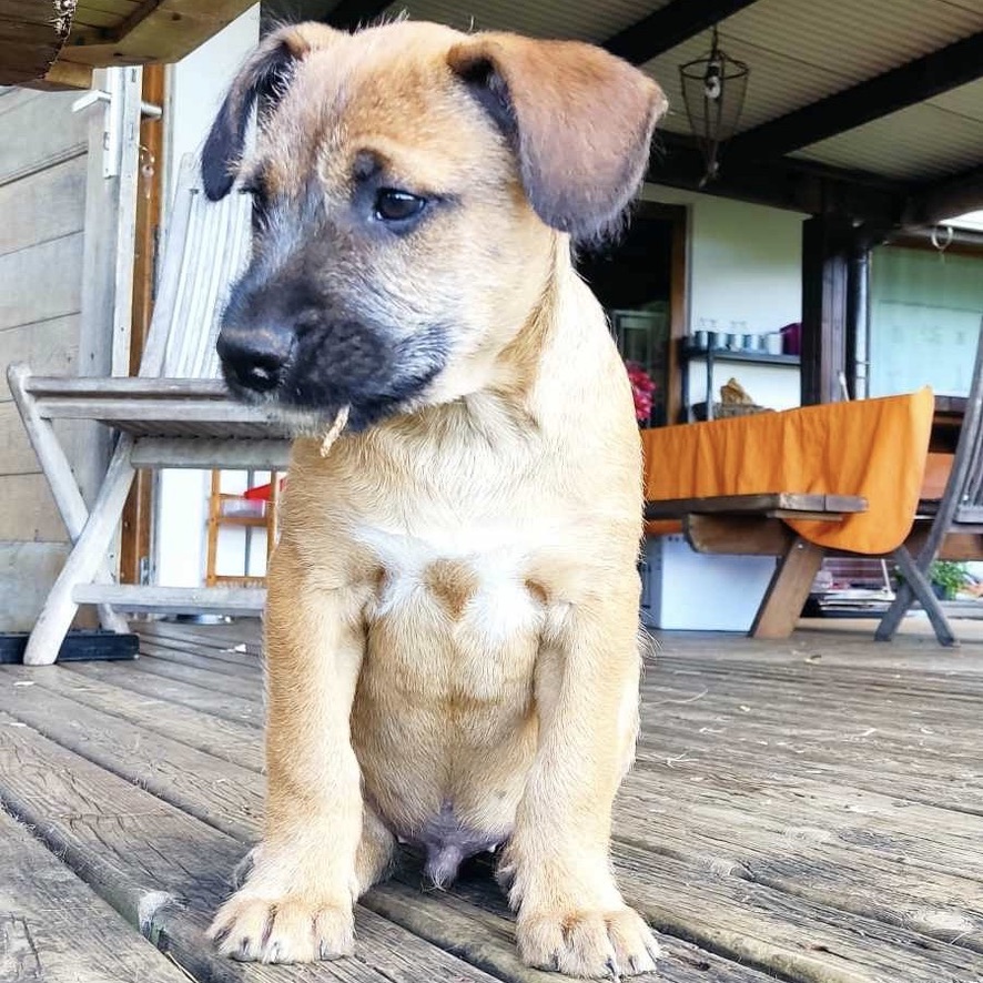 Chiot de type berger assis de face et qui regarde vers la gauche de l'image