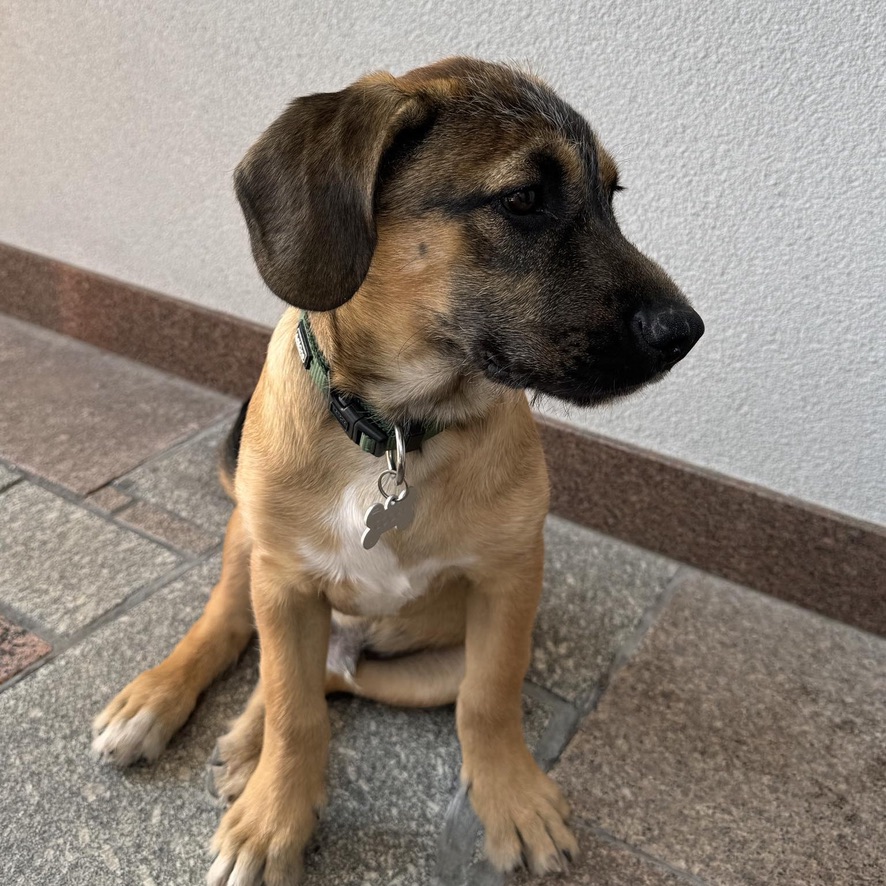 Chiot de type berger assis par terre, il porte un collier vert qui regarde vers la droite de l'image