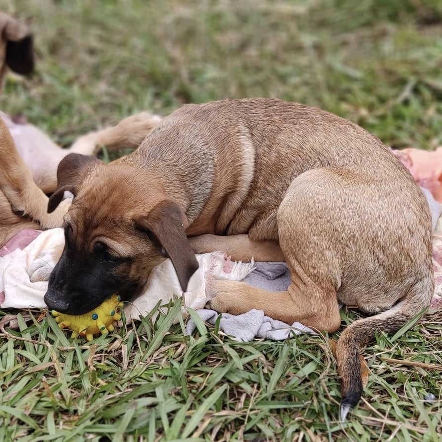 Chiot fauve charbonné de type berger couché dans l'herbe qui joue avec une balle jaune à picots