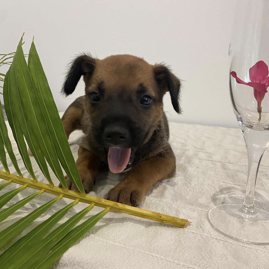 Chiot de type berger couché derrière une feuille de palmier