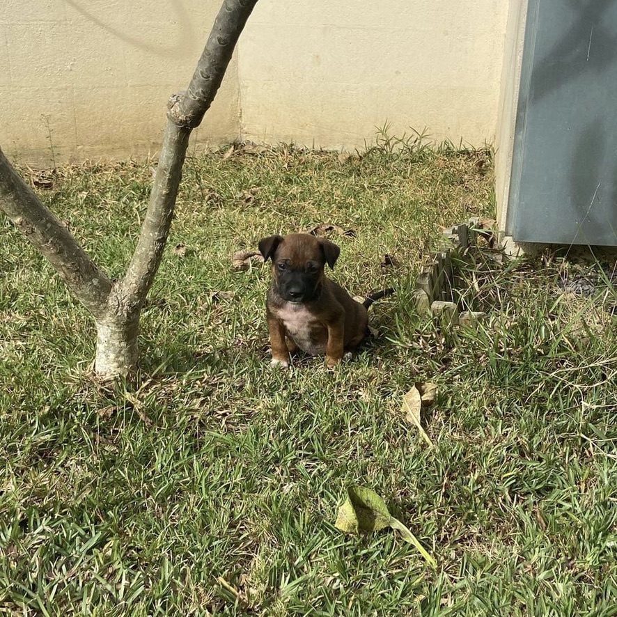 chiot de type berger assis dehors sur l'herbe