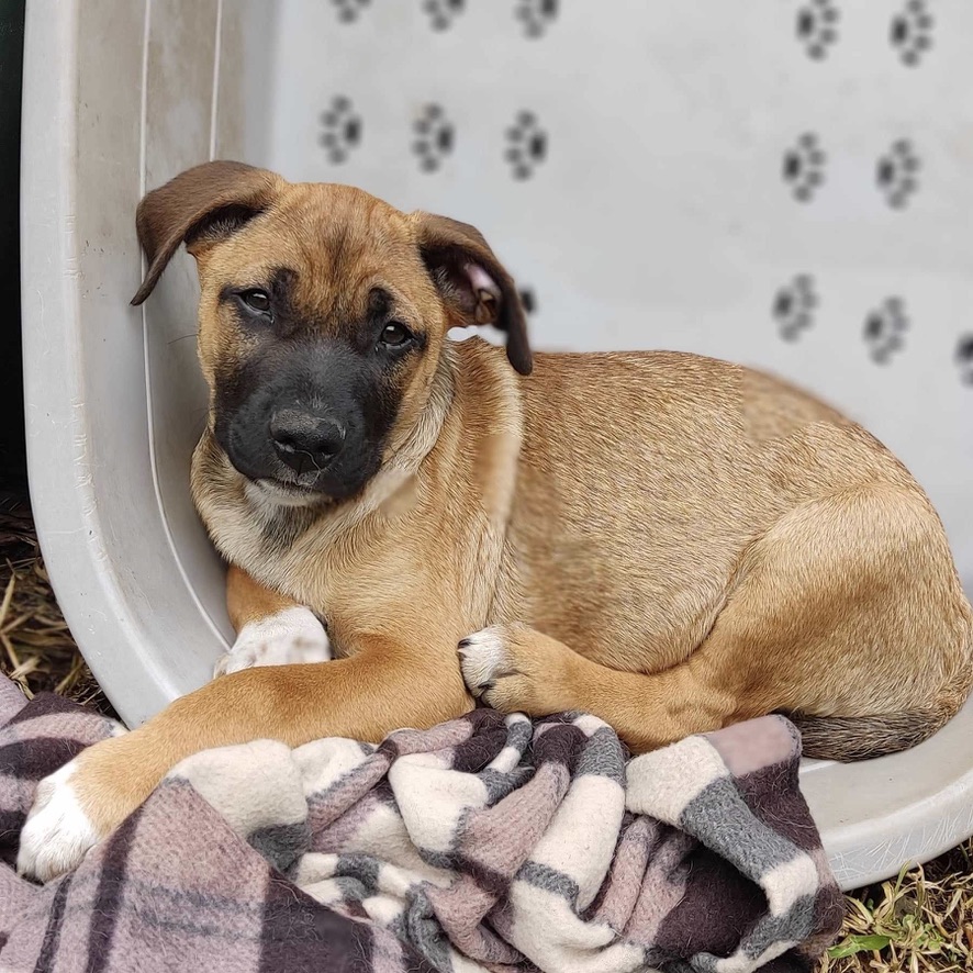 Chiot de type berger au pelage fauve et blanc avec un masque noir est couché dans une panière à linge blanche