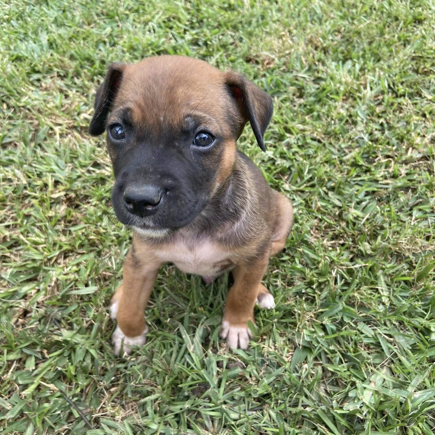 chiot de type berger assis dehors sur l'herbe