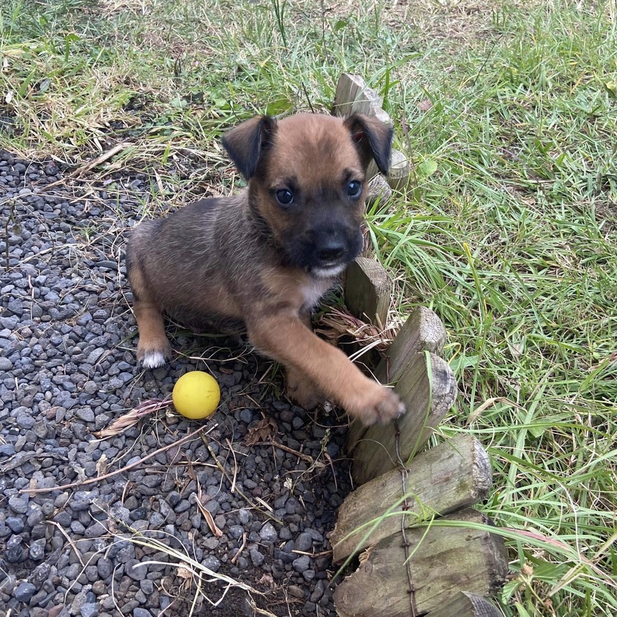 chiot de type berger assis dehors avec une balle jaune