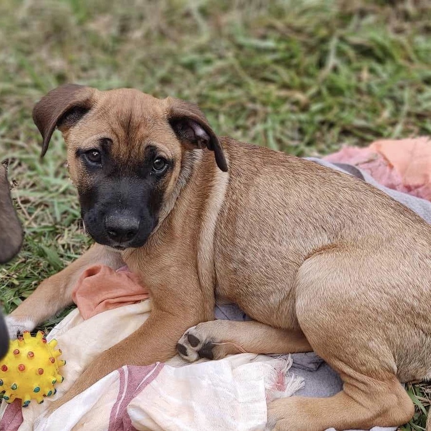 Chiot fauve charbonné de type berger couché dans l'herbe qui joue avec une balle jaune à picots