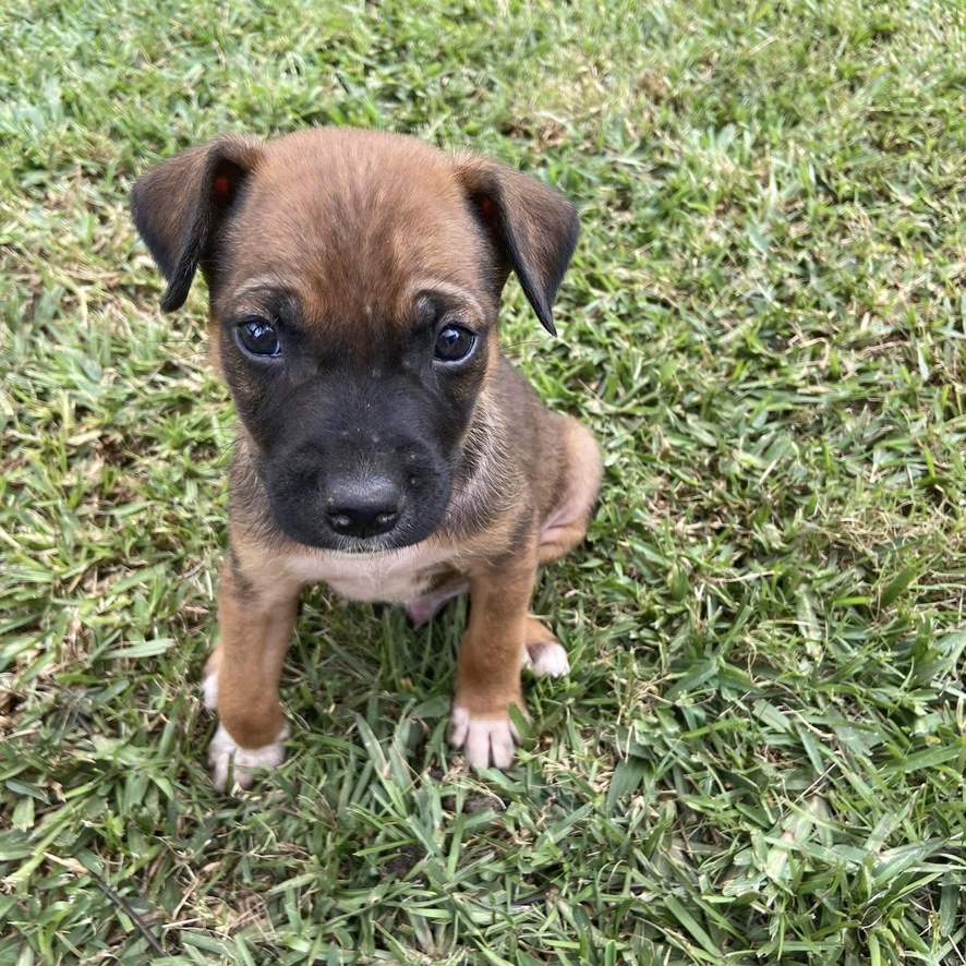 chiot de type berger assis dehors sur l'herbe