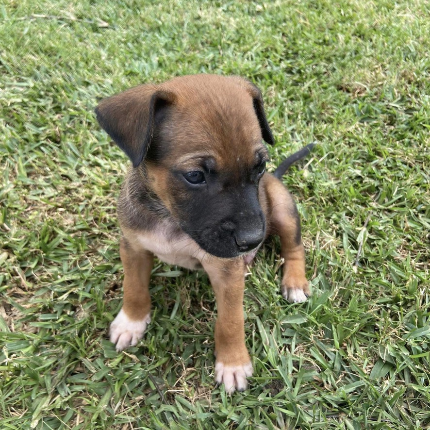 chiot de type berger assis dehors sur l'herbe