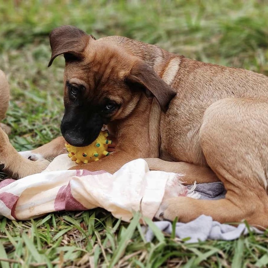 Chiot fauve charbonné de type berger couché dans l'herbe qui joue avec une balle jaune à picots