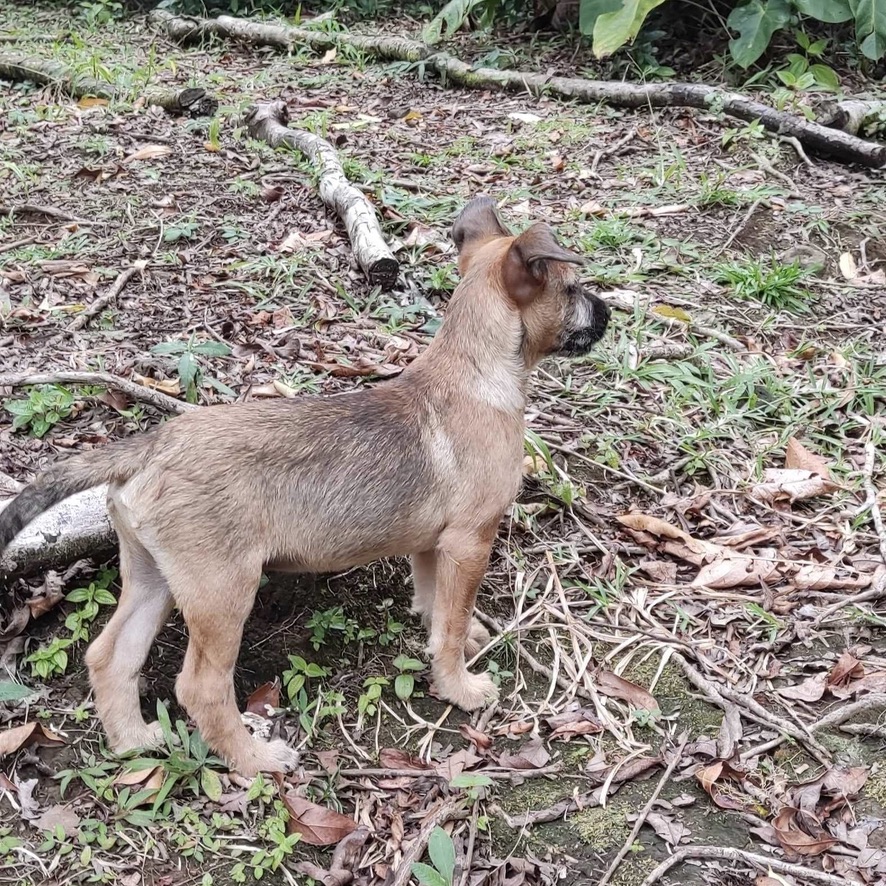 Chiot de type berger debout de côté dans un environnement boisé