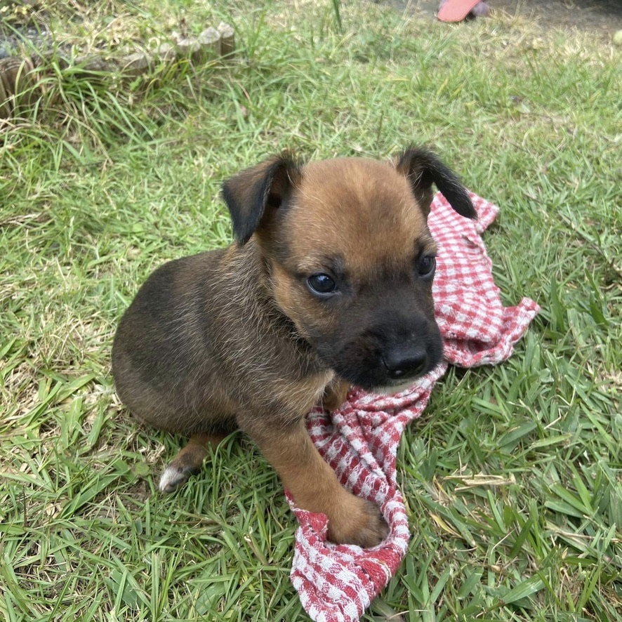 chiot de type berger assis dehors sur un chiffon rouge et blanc