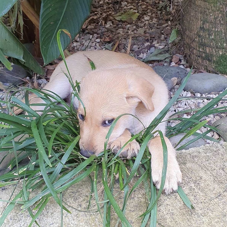 Chiot de type berger couché dans les herbes haute, il a un pelage beige clair et tient ses pattes vers l'avant.