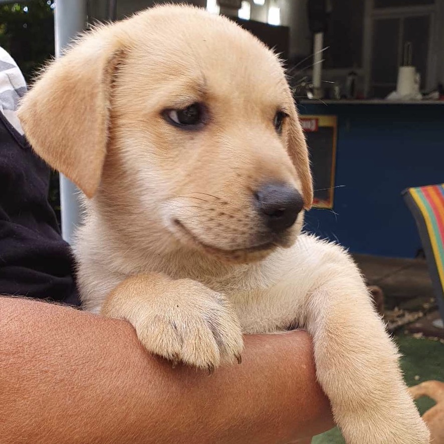Portrait d'un chiot fauve clair, qui tient sa tête de profil. Il est porté dans les bras d'un humain.