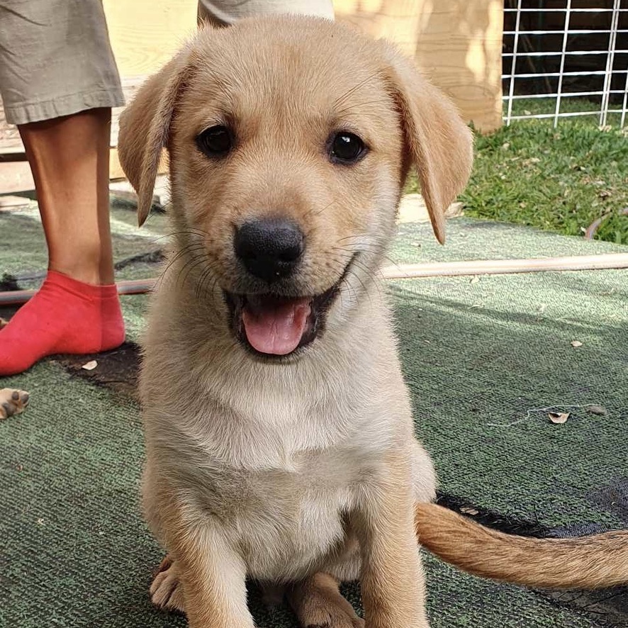 Chiot de type berger assis de face, il semble sourire en regardant l'objectif.
