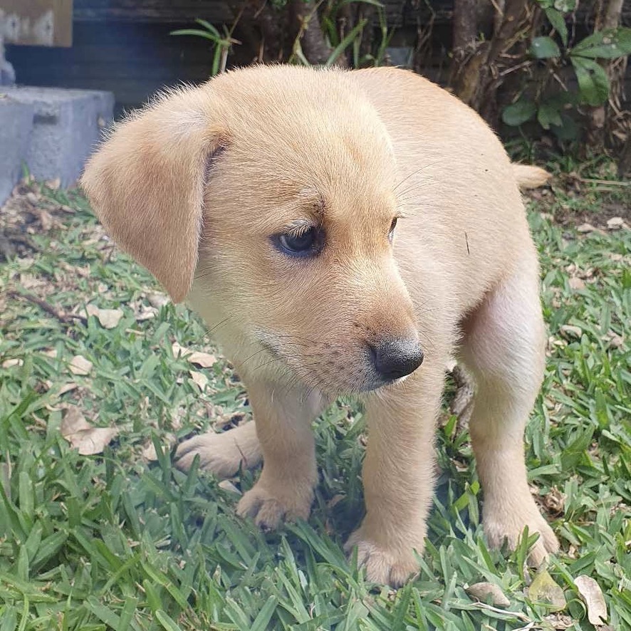 Chiot de type berger de couleur sable, en train de faire une crotte. La photo est prise de face.