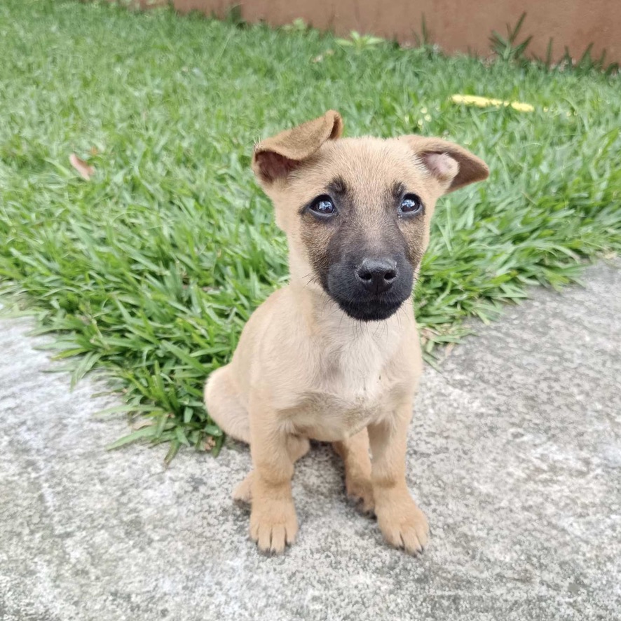 Chiot de type berger au pelage fauve et avec un masque noir assis dehors sur un carré d'herbe verte
