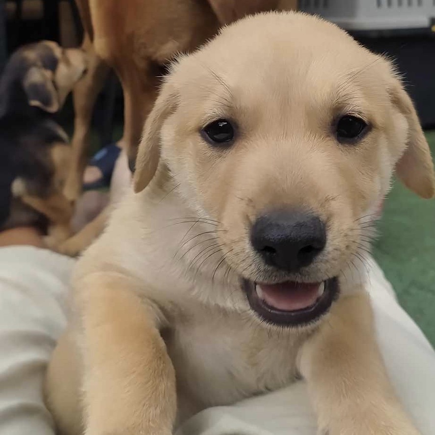 Chiot de type berger en portrait de face avec un air souriant.