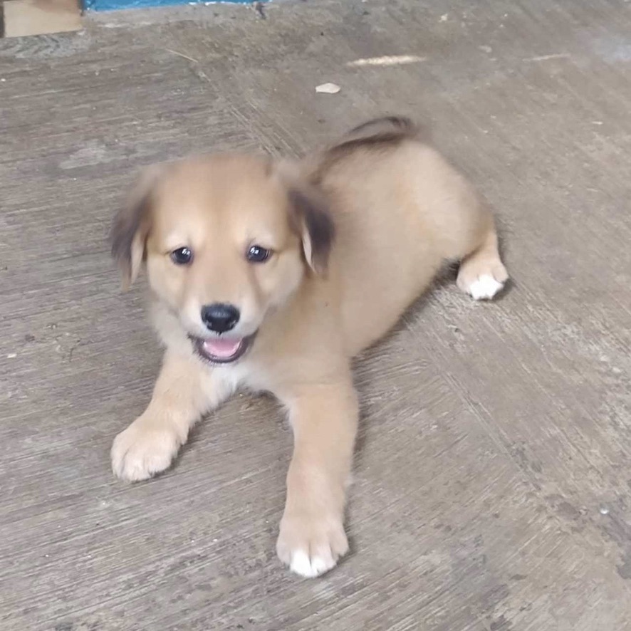 chiot fauve avec le bout des pattes blanc
