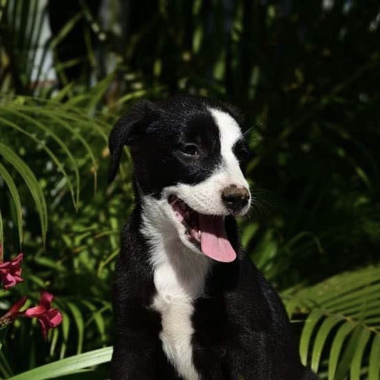 Chiot noir et blanc sur fond de feuilles de palmiers