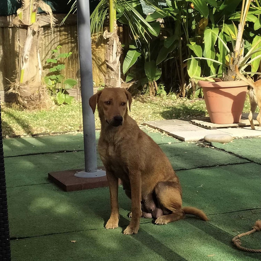 Chienne de type bourbon, allaitante. Elle est assise de profil, son pelage est fauve