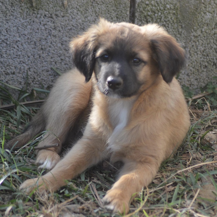 Chiot fauve charbonné avec une marque blanche au plastron, il est couché dehors et regarde l'objectif