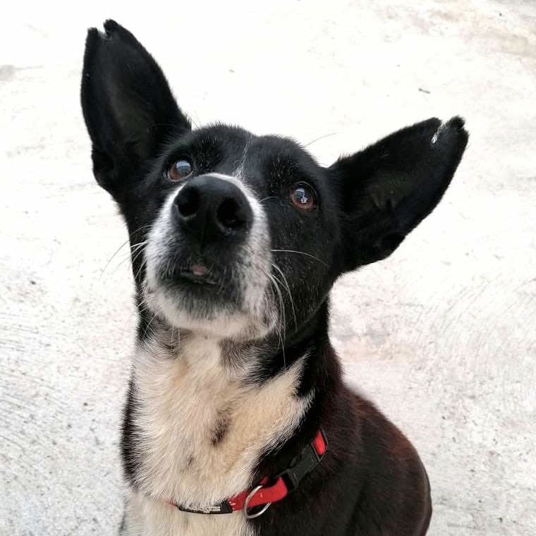 Portrait d'un chien de type berger au pelage noir et blanc, portant un collier rouge. La photo est en plan rapproché et en format carré.