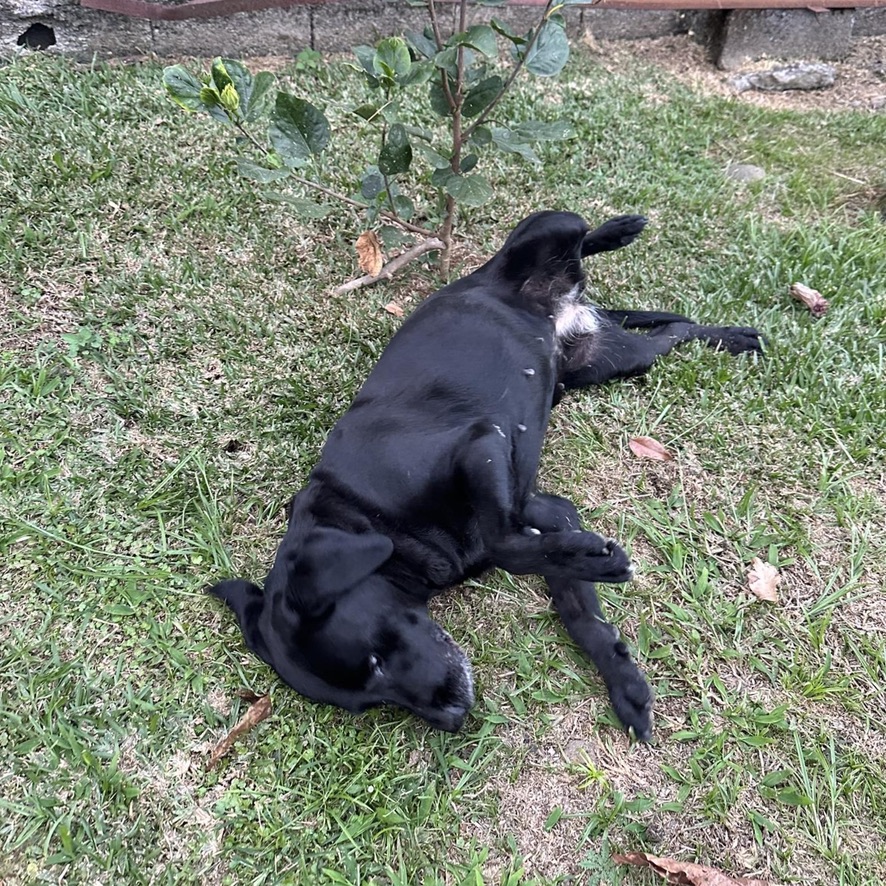 Chien de type labrador couché sur le flanc sur l'herbe