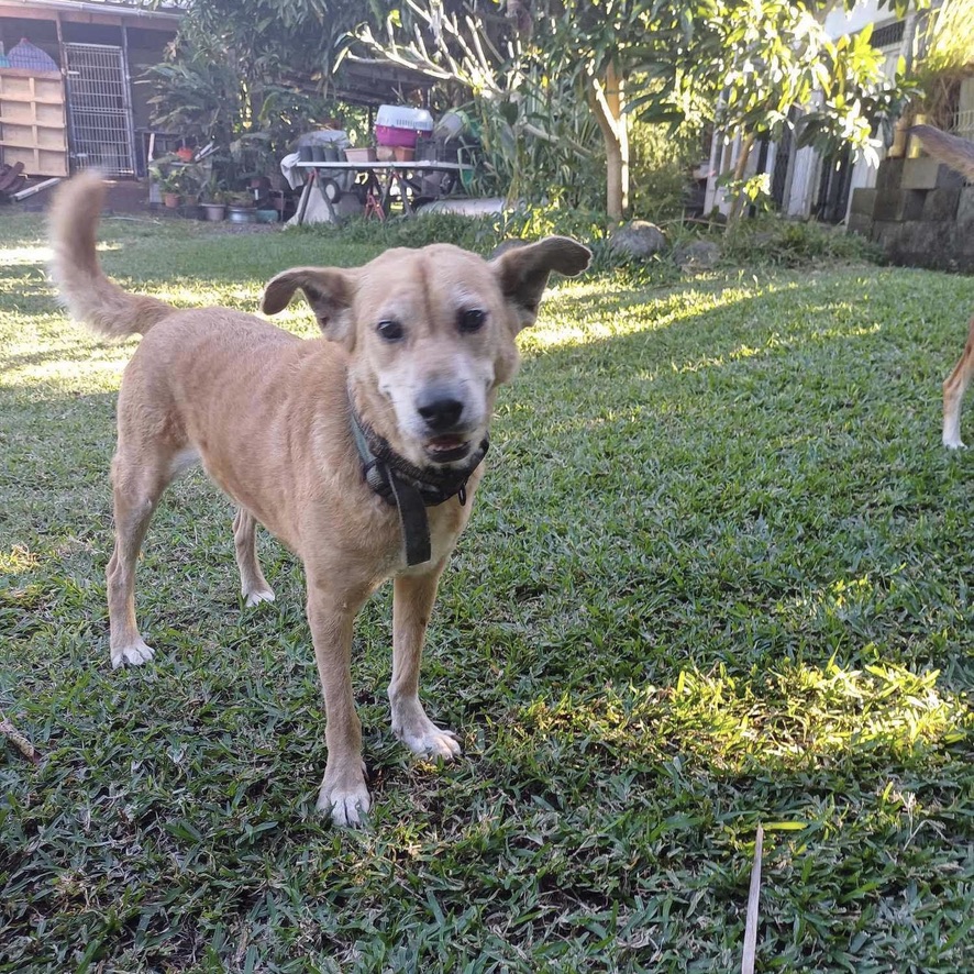 Chien de type berger au pelage court de couleur sable. Il porte un collier en cuir et se tient debout de face.