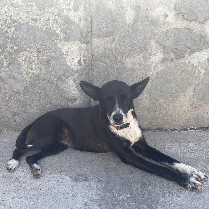 Chien noir et blanc de type berger, couché au sol sur le flanc. Il porte un collier rouge et regarde l'objectif