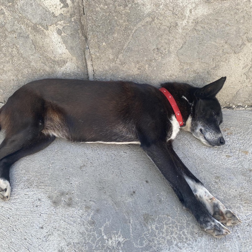 Chien noir et blanc de type berger, couché au sol sur le flanc. Il porte un collier rouge.