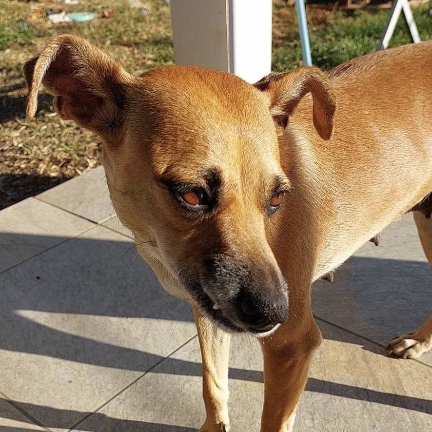 Chien fauve de type pinscher