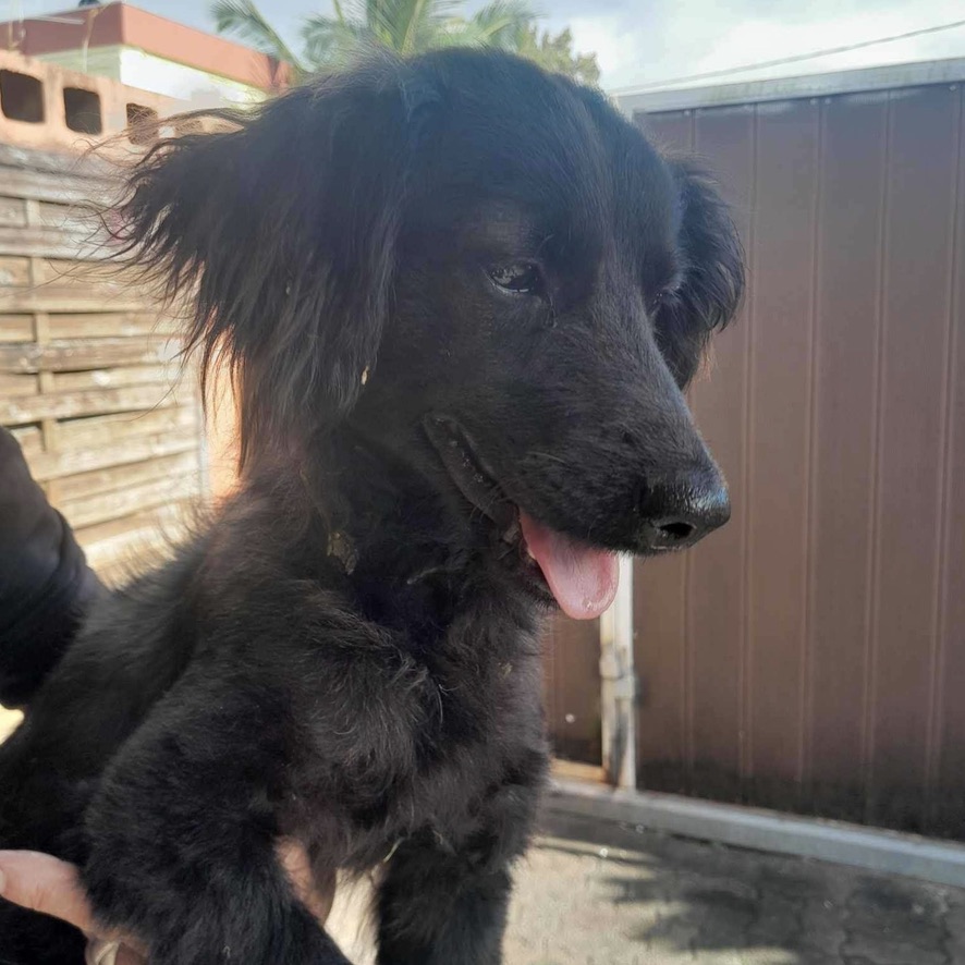 Portrait d'un petit chien noir porté dans les bras d'un humain, il est de profil et à la langue pendue