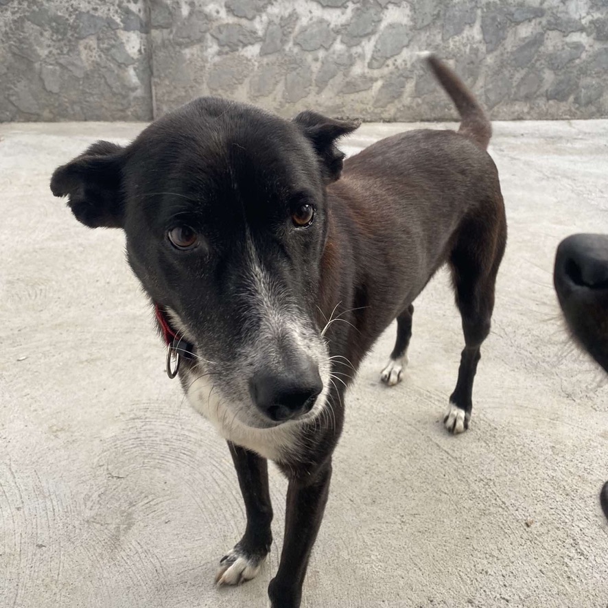 Portrait d'un chien de type berger au pelage noir et blanc, portant un collier rouge. La photo est en plan rapproché et en format carré.