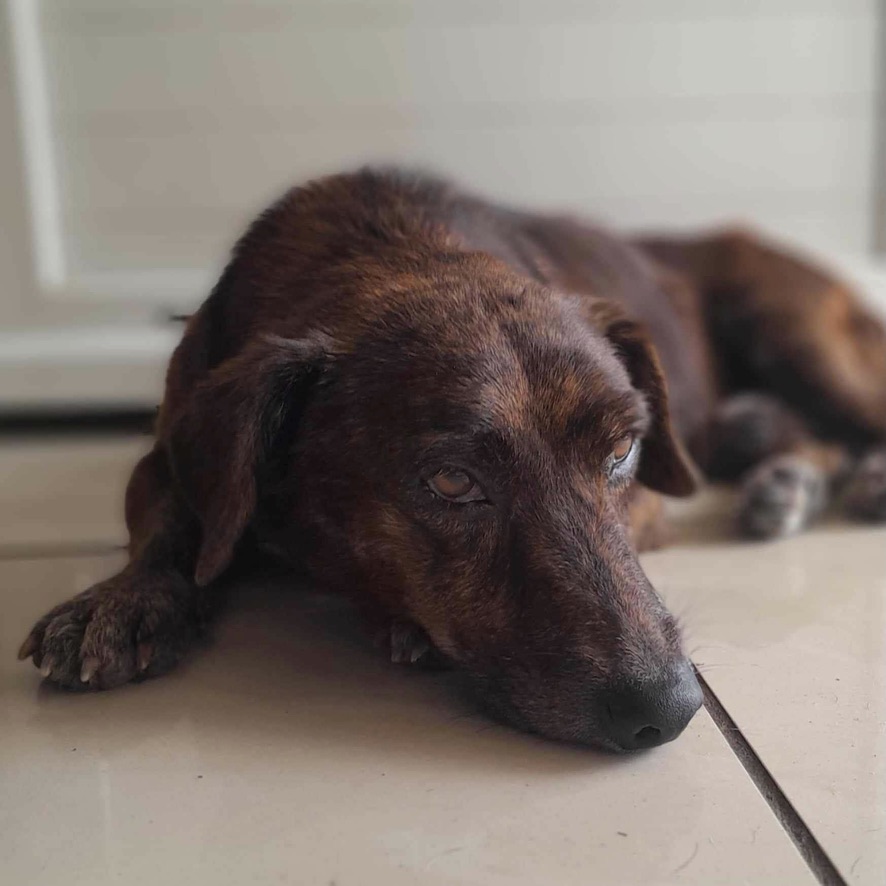 Chien bringé de type pinscher croisé teckel au pelage court couché sur un carrelage gris