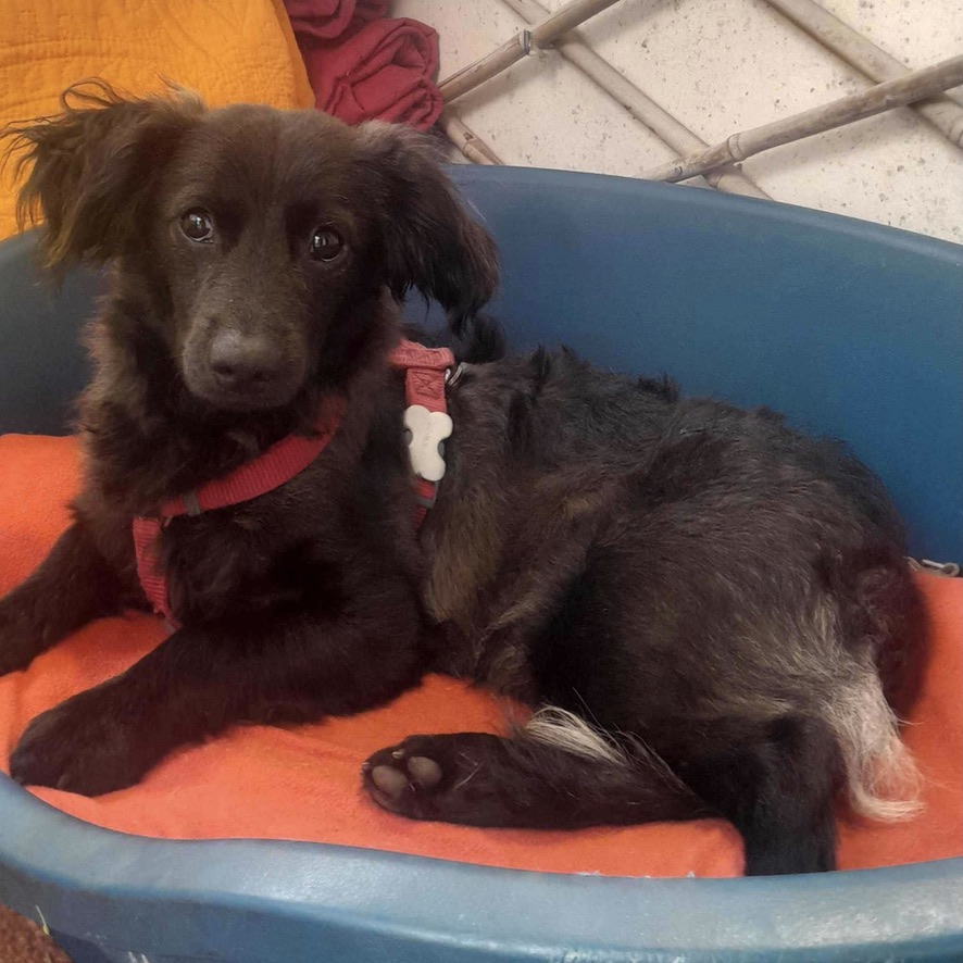 Petit chien noir de type teckel à poils longs couché dans une panière en plastique, il porte un harnais rouge